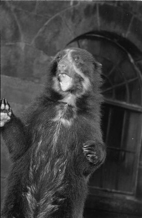 Braunbär : Tierporträts. Braunbär