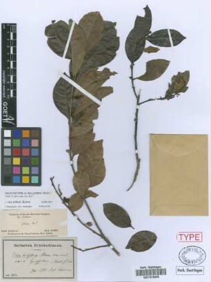 Ilex
