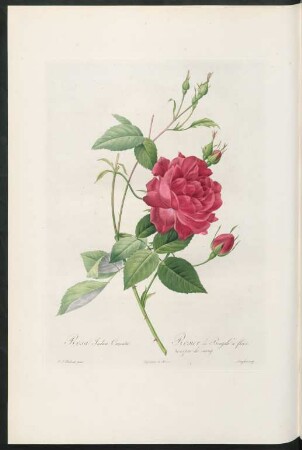Rosa Indica Cruenta. Rosier du Bengale à fleurs pourpre-de-sang. Langlois sculp.