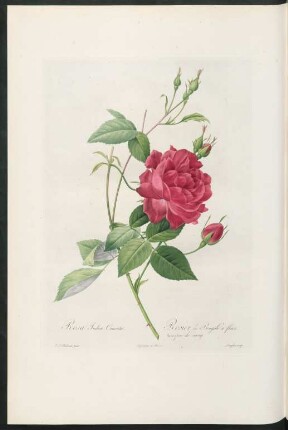 Rosa Indica Cruenta. Rosier du Bengale à fleurs pourpre-de-sang. Langlois sculp.