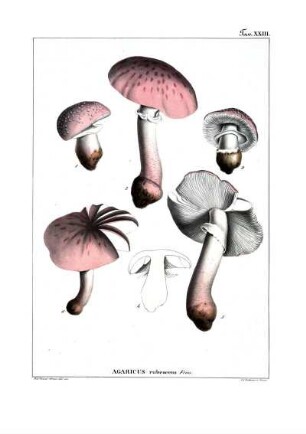 Tav. XXIII. Agaricus rubescens Fries.
