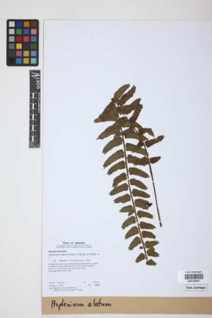 Asplenium alatum Willd.