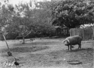 Tiergehege : Tiergehege mit Schweinen, Ente, Impala und Hühnern