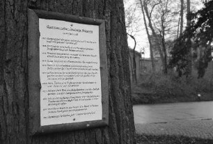 350jährige deutsche Stieleiche beim Kleinbahnhof im Schlossgarten