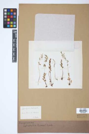 Anogramma leptophylla (L.) Link