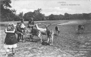 Leipzig: Hirsche im Connewitzer Holz