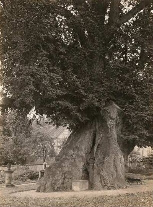 Collm. Linde (Tilia) auf dem Friedhof