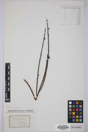Cytisus nubigenus (L'Her.)Link