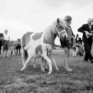 Sportveranstaltung: Pferdeleistungsschau: Reit- und Fahrverein Trittau und Umgebung von 1922 e.V.: Vorführung des Ponygestüts Auberghof: Ponystuten mit Fohlen auf Turnierplatz, geführt von Kindern