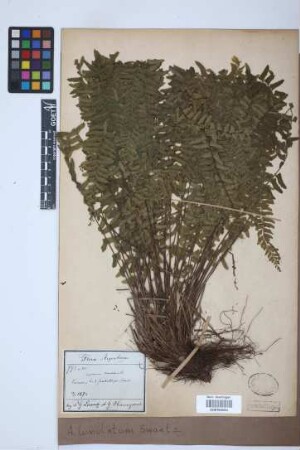 Asplenium lunulatum Sw.