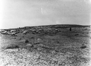 Personen und Schafherde : Ebene Landschaft mit Personen und Schafherde