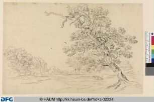 Baumlandschaft mit alter Eiche