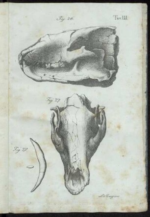 Tav. III. [siehe römische Paginierung]