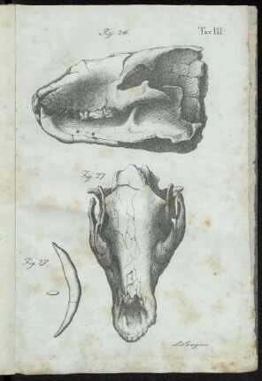 Tav. III. [siehe römische Paginierung]