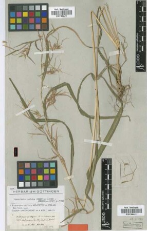 Andropogon confinis Hochst. ex A.Rich. [Isosyntype]