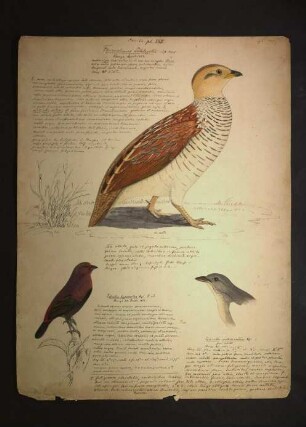 Ornithologie pl. XXIII.
