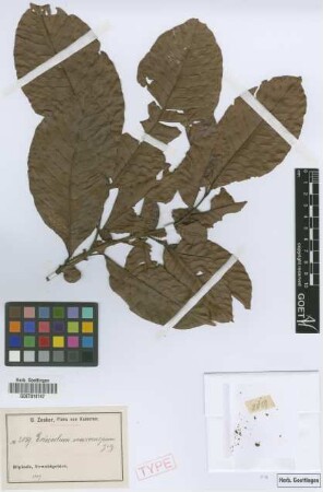 Eriocoelum macrocarpum Gilg ex Radlk. [syntype]