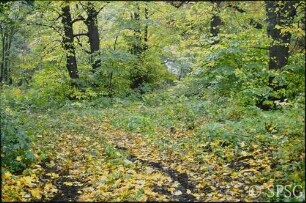 Potsdam, Neuer Garten, Weg am ehemaligen Pionierhaus (Treffpunkt Freizeit).