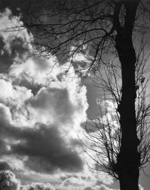 Bauamstamm gegen Wolken