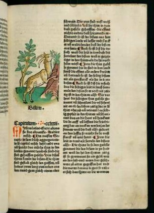 144r-144v, Bisum (272. Kapitel)
