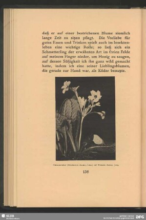 Citronenfalter, Rhodocera rhamni, Linn., auf Primula elatior, Jacq.