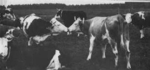 Fotografie: Tierproduktionsverfahren, Weidehaltung, Milchviehhaltung