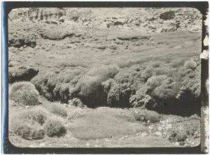 Quellflur-Vegetation auf dem Hochland des Cerro Azanaque