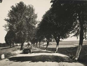Milchbauer mit Pferdewagen auf einer Landstraße in Mecklenburg bei Feldberg