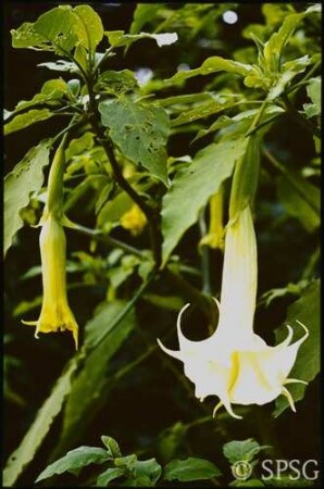 Potsdam, Neuer Garten, Datura-Blüte vor der Orangerie.