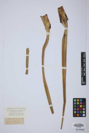 Freysinetia insignis Bl.