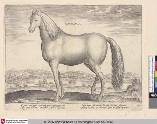 Natolus
