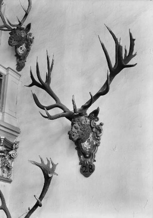 Moritzburg bei Dresden. Ehemaliges Jagdschloss. Barockmuseum. Geweihe. Starker 28-Ender (von rechts)