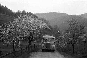 Glotterbad: Postautobus unter Blütenbaum