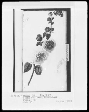 Georg Friedrich Heß, Blumenbuch — Pfingstrose, Folio 29recto