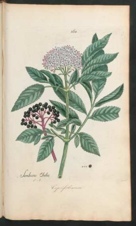 364. Sambucus Ebulus