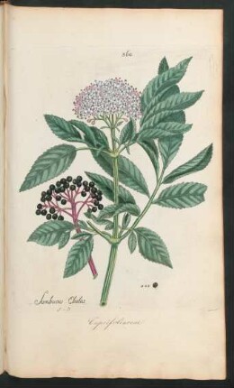 364. Sambucus Ebulus