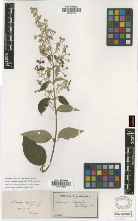 Schwannia elegans (A. Juss.) A. Juss. var. sericea Griseb.