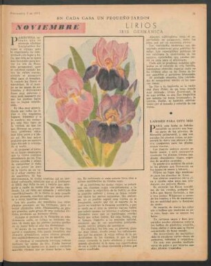 En cada casa un pequeño jardin - Noviembre : Lirios - Iris Germánica