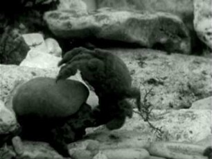 Dromia vulgaris (Dromiidae) - Kampf um die Tarnbedeckung