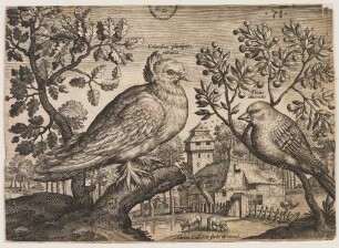 Taube und Fink