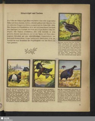 Scharrvögel und Tauben