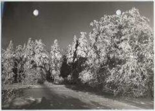 Winterlandschaft, Taunus