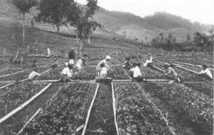 Indonesien. Java. Vorgebirgszone bei Buitenzorg (Bogor). Tee-Baumschule gegen gerodete Hänge mit Resten von Regenwald