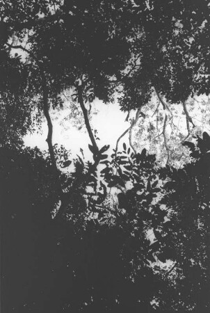 Affe im Baum am Matarawe-Bach : Dschungellandschaft
