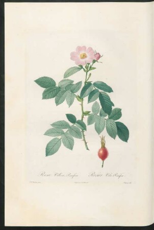 Rosa Villosa, Pomifera. Rosier Velu, Pomifère. Chapuy sculp.