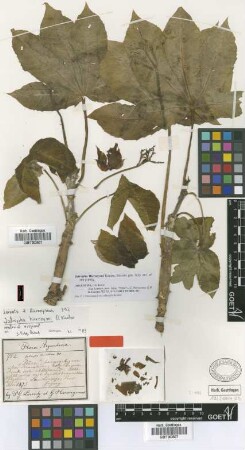 Jatropha hieronymi Kuntze [type]
