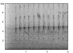 Kleinspecht | Dendrocopos minor - Lautfolge