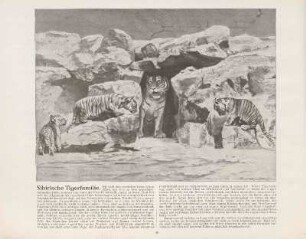 Sibirische Tigerfamilie