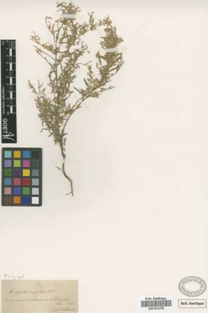 Polygala erioptera DC.