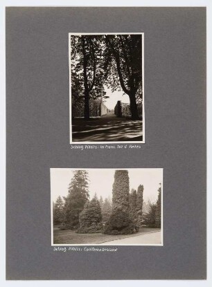 Referenzmappe 3/17 des Fotografen Walter Möbius : Mappenblatt 25 mit zwei Fotografien (Pillnitz, Hecken im französischen Teil des Schlossparks und Koniferenbestand)